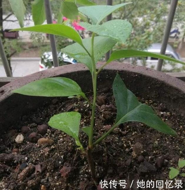 枝子|养三角梅,一个小技巧,长的枝繁叶茂,开花多一倍