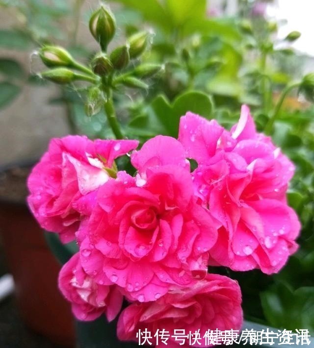 香味|开花漂亮，花期长又勤花，连叶子都带香味，这种花值得养！