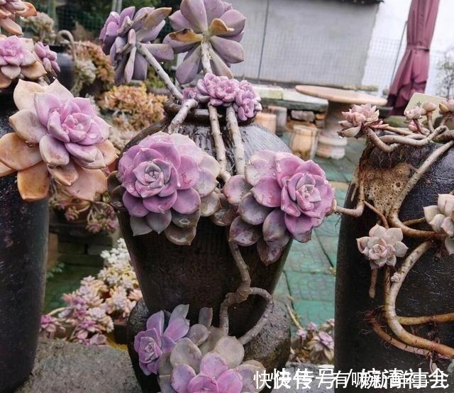 观赏价值|她用2年时间，把多肉养成“悬崖老桩”，总结了3个实用方法！