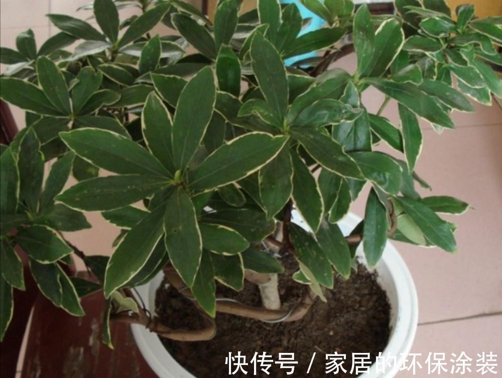 不起眼的紫药水,原来掌握住用法,养花有这么多好处