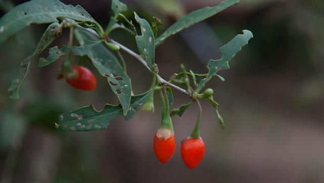 枸杞|孙思邈枸杞与它“天生一对”,连用7天,50岁也可壮如牛