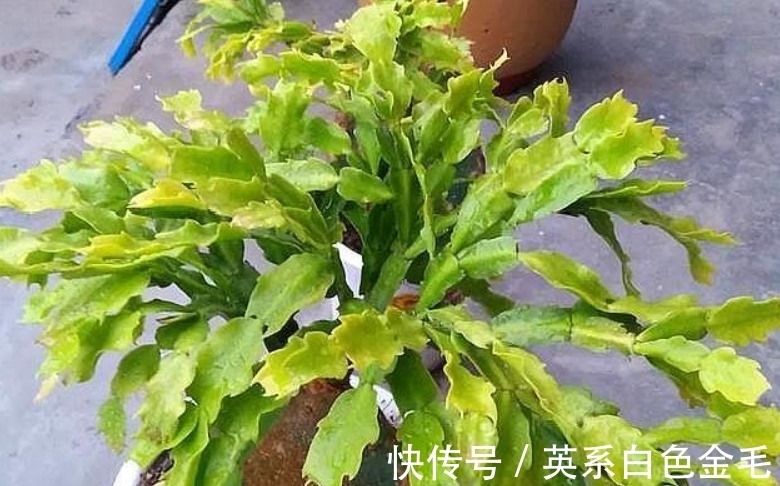 密码|想养好蟹爪兰？掌握浇水“密码”，春夏秋冬随便养，叶肥花俏