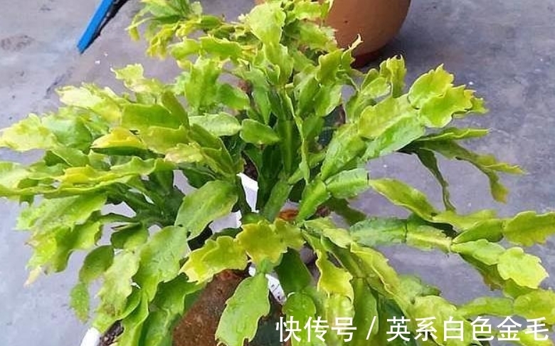 想养好蟹爪兰?掌握浇水“密码”,春夏秋冬随便养,叶肥花俏