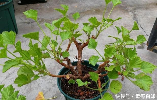 9月前后,这花必须剪一剪,不然明年没花看!