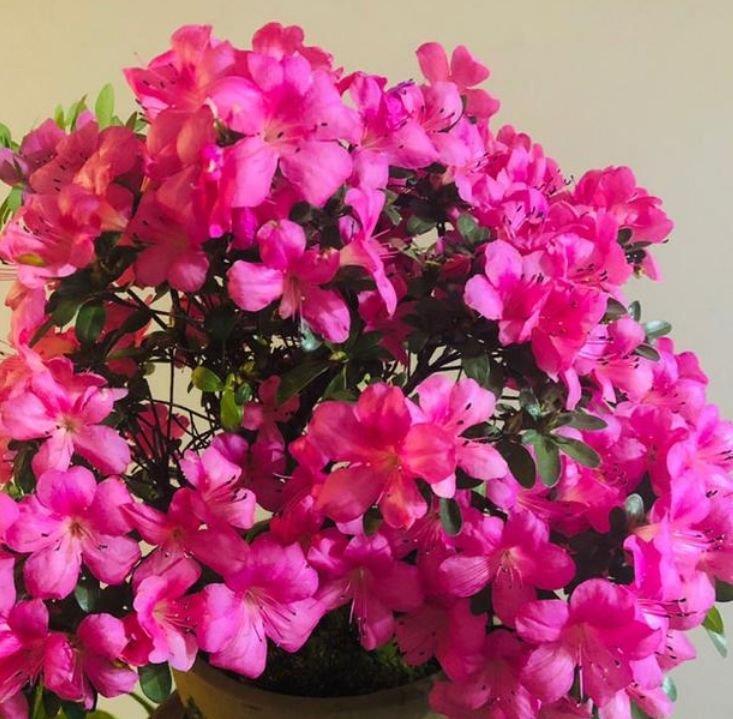 4种花是爆盆能手,开起花来“拦”不住,第一种已经被迷住了!