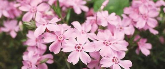 种子发芽温度|养花却不知道什么时候播种,看了此个就知道了