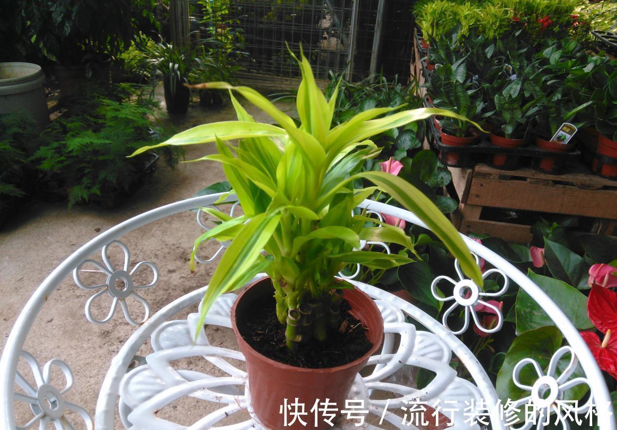 这5种植物不挑剔环境，好活又漂亮，园艺小白练手正合适