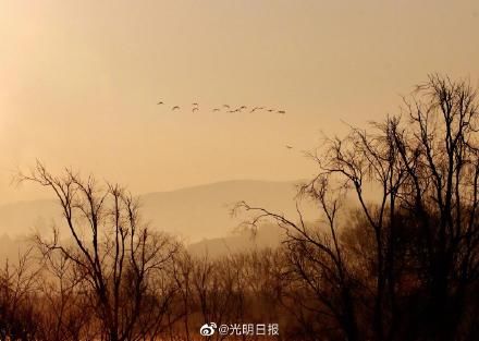 会泽|迎着朝阳起舞 冬季云南会泽黑颈鹤有多美