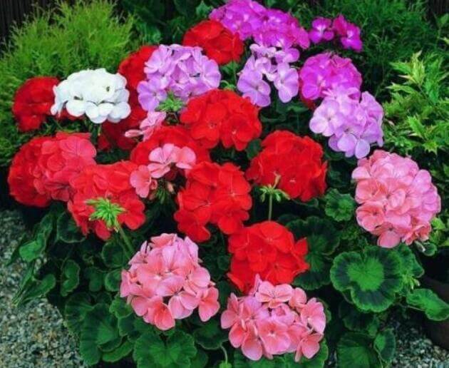 3种过期药片扔掉很浪费,用来做花肥,比买花肥料还好用,又省钱