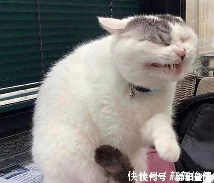 插画$插画家画了几只猫,被网友吐槽瞎画,放上原照后,人们直接无语