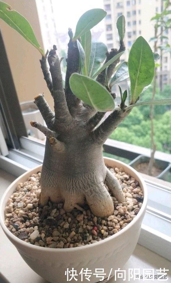 沙漠玫瑰|买了棵沙漠玫瑰,忘在了角落,2个月过去了,栽到盆里就发根