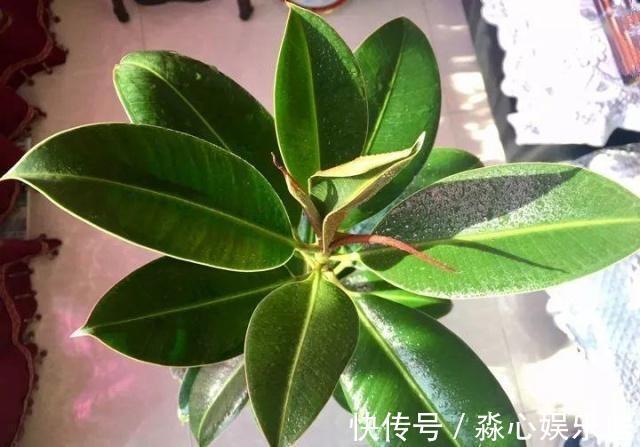 叶片|喜欢橡皮树只用1片叶子，插土里15天冒白根，养出一盆橡皮树