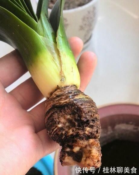 让君子兰“快生根”用上1种“好宝贝”,2周长满狗牙根