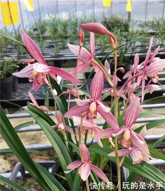 叶片|一款被名字耽误的兰花,开花勤,花色艳,性价比高,适合新手