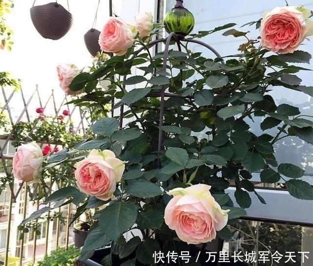 风油精|5种“药”,过期也不要扔,兑水浇花,保花不生“虫和病”