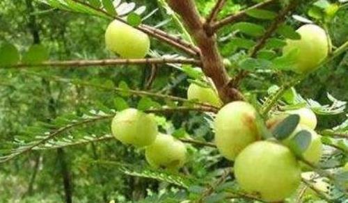 整年|咳嗽久咳不愈,多用此果泡水,坚持三天,利咽喉,整年不咳嗽