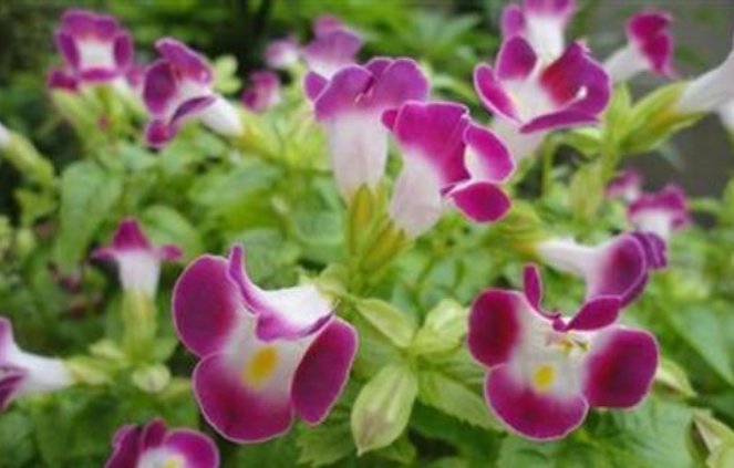 康乃馨|夏天最适合养4种花,耐热、耐晒、开花特别旺,漂亮心情好