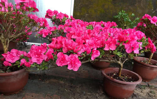 养花推荐3种木质花卉，开花漂亮，姿态高雅，长成老桩，可当“传家宝”