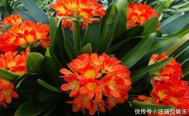 君子兰不开花,却不知道问题在哪老花匠这些地方有讲究