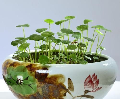  就要|书房就要养上5种花，实用风雅不落俗