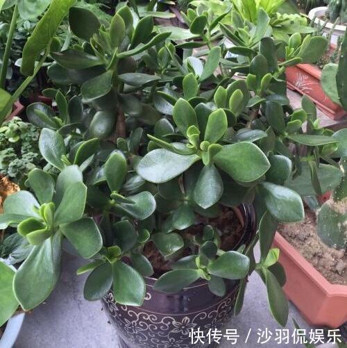 盆景|9月如何养玉树2个“技巧”,让它更加繁茂,枝干木质化,成小树