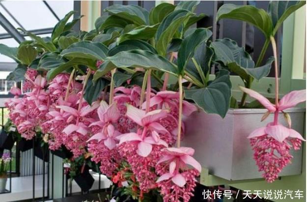 单朵花|超漂亮的3种花,长势好、花色艳,高端大气上档次