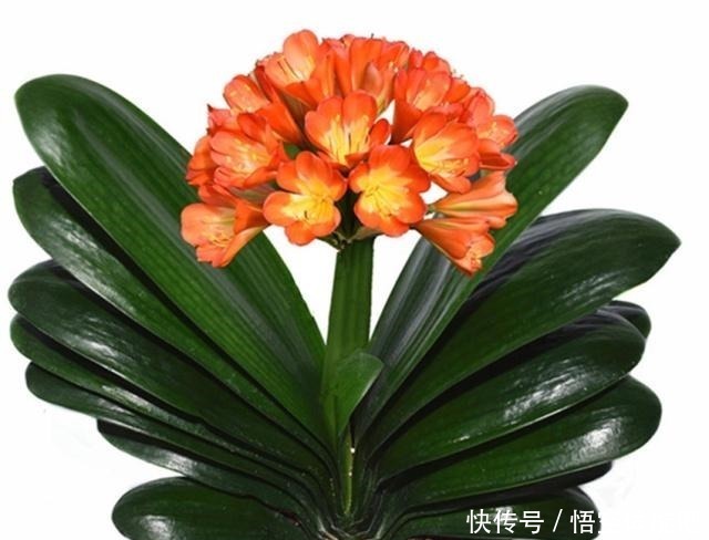 君子兰|一直不生长、不开花的君子兰,他只用了两点,当年就开花几十朵!