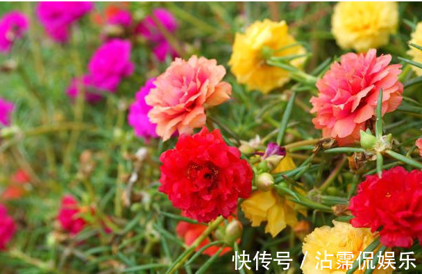 太阳花|5种花是爆盆能手,好养易活,懒人新手都能养好,美不胜收!