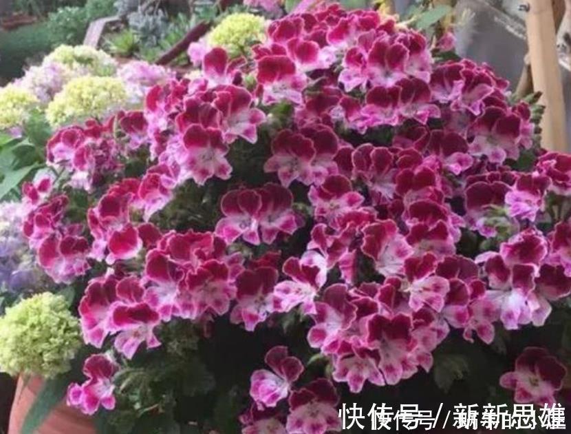 家里阳台养此款花，新手也能养爆盆，花香四溢飘满屋，美
