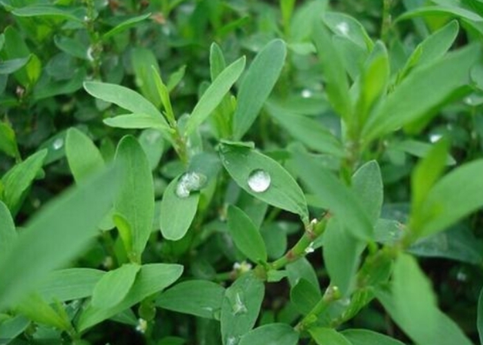 药用价值|人送外号“蚂蚁草”,补钙又补血,是天然的抗生素,药用价值高!
