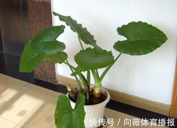 十种“大毒花”,家里经常养,越漂亮毒性越大,避开为好