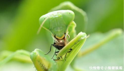 洞穴|考古学家进入地下洞穴,发现23万年前的人类,有着诡异的一面