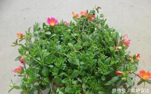 这种“小绿树”,最适合盘老桩,仅需1根枝条插进土中,1年成盆景