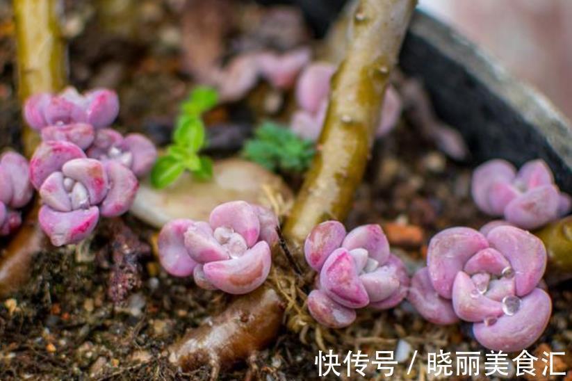 叶片|养肉先养根，教你3个小技巧，学会了根系健壮长势旺