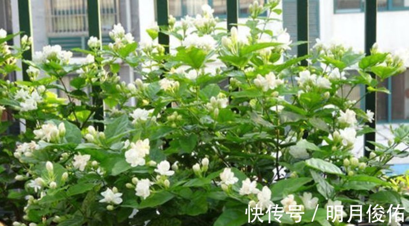 枝条|3种花“越剪越旺”，没事常剪剪，剪成秃头，一月大变样，开花多