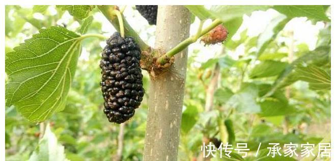 桑树|桑葚熟了,教你做好吃的桑葚酱,放1年不变质,学会做给家人吃