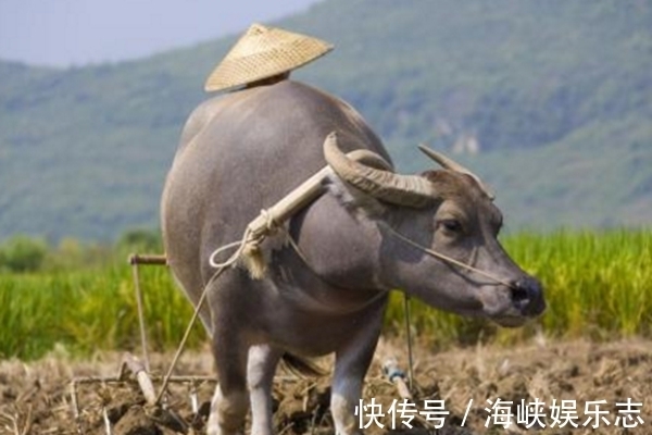 生肖牛|生肖牛背后还有这故事属牛的为什么排在第二，属牛的朋友注意看