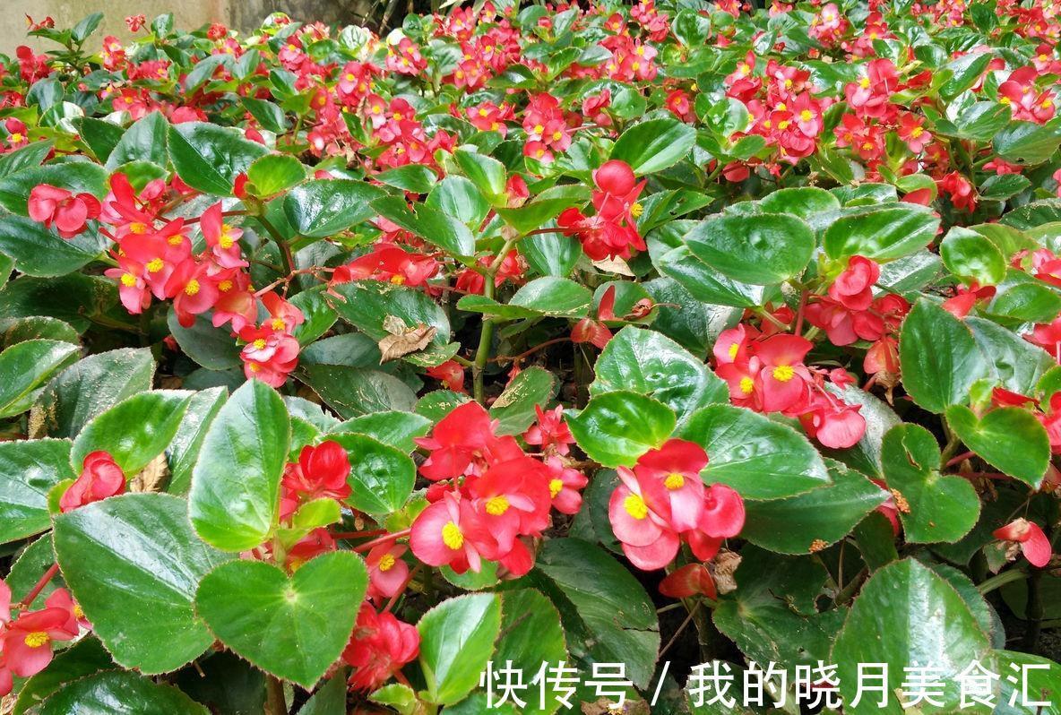 养花试试这几款,放在室内可以增强蒸腾作用,增加空气湿度