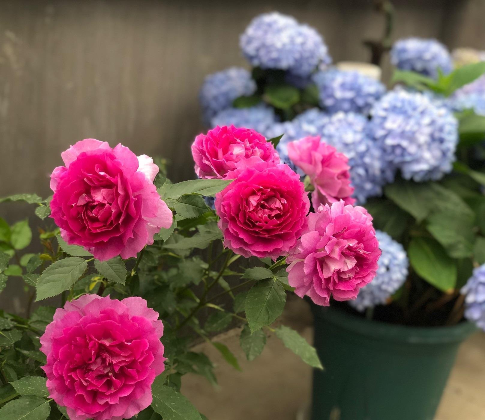 牡丹|阳台养花,养棵“天方夜谭”吧,美丽若牡丹,浓香四溢,多季花开