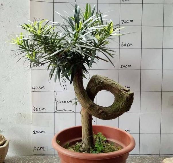 银杏树|这3款植物特适合居家盆栽,时间越久价值越高,还容易养活