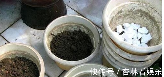 施肥|还在用花肥养花盆里加“几粒它”，3个月不用施肥，叶绿花旺