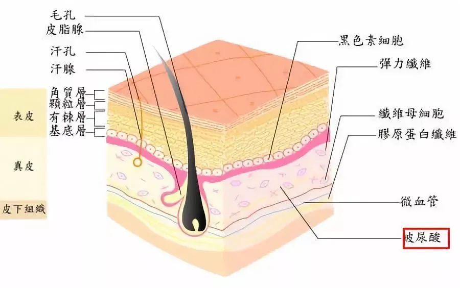 自体脂肪丰面颊|面部填充玻尿酸vs自体脂肪如何选?丨科普篇