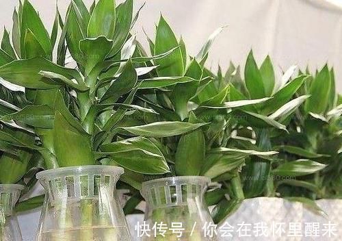 植物|为什么有钱人家里都养这3种植物旺财又旺人,幸好知道早了