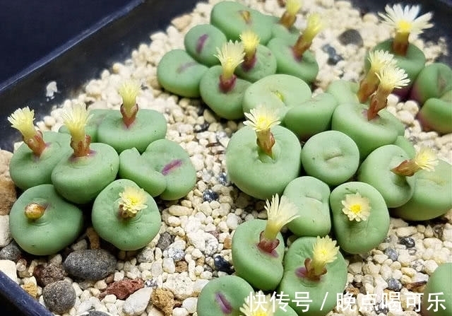 多肉植物界“最爱美”的一个品种！一张小红嘴真是可爱