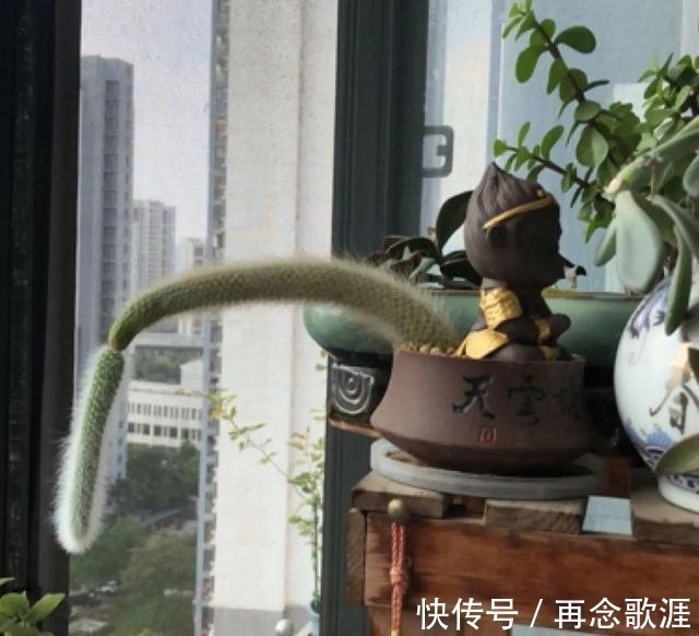 农历9月13日寒露后,养什么花?以下3种花,喜气盈门岁且更始