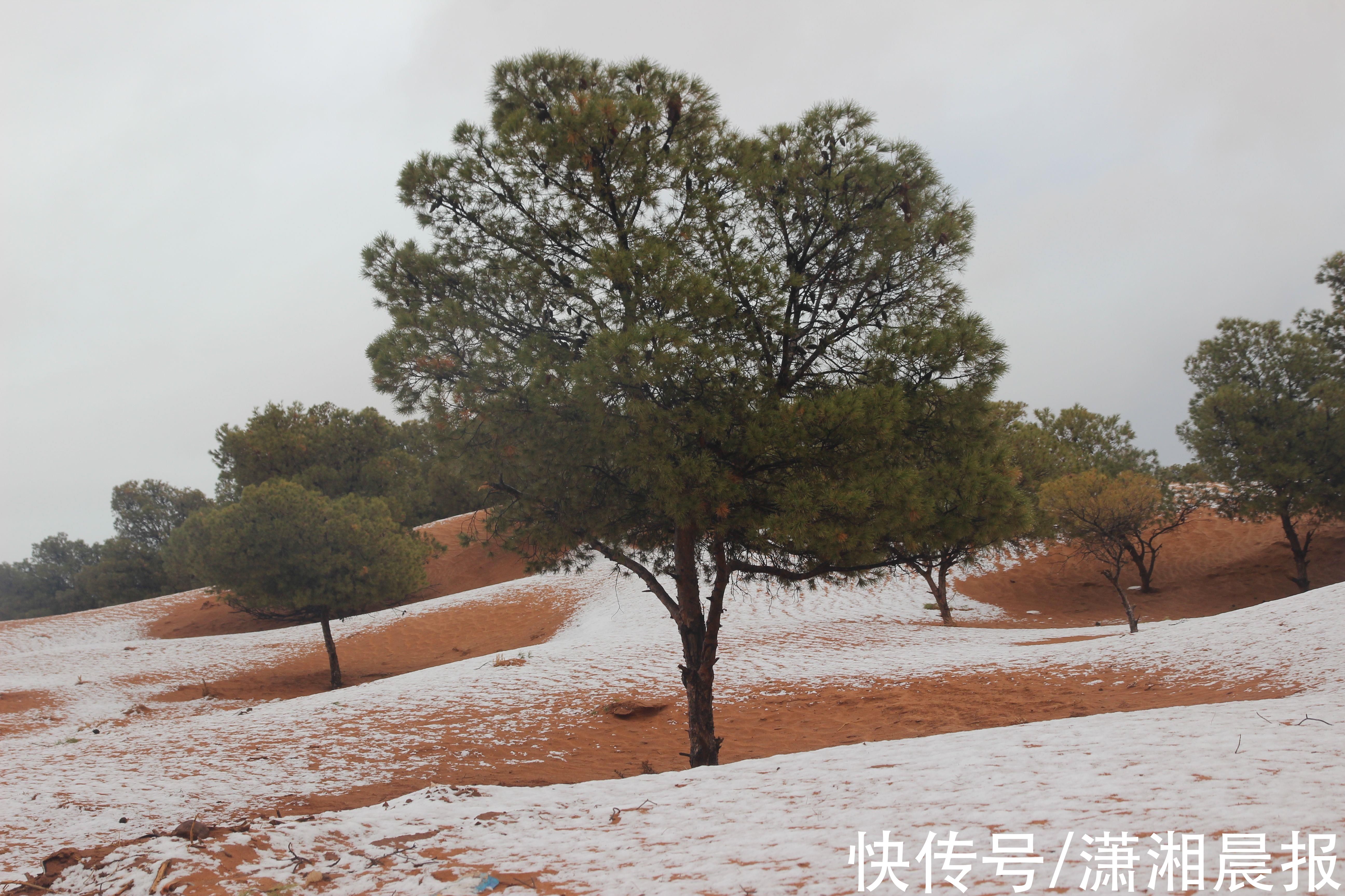 雪海|撒哈拉沙漠罕见下雪，“沙海”变“雪海”