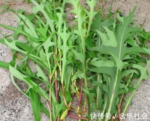 若是在荒地里见到此野草,不要犹豫采摘回家,晒干后价值很珍贵