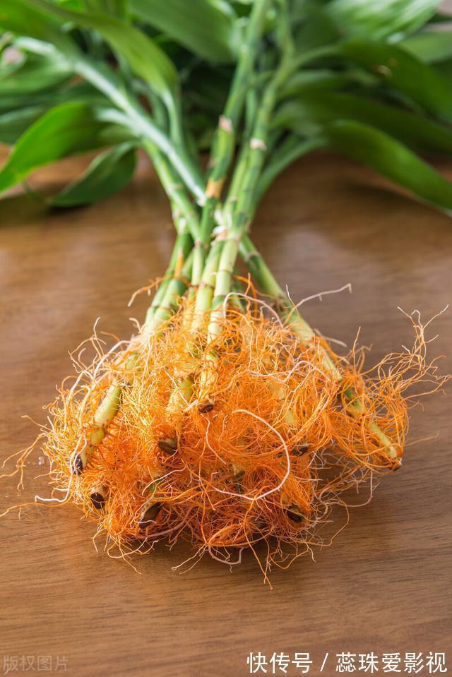 为什么富贵竹“养单不养双”?老阿姨一句话,庆幸自己养对了