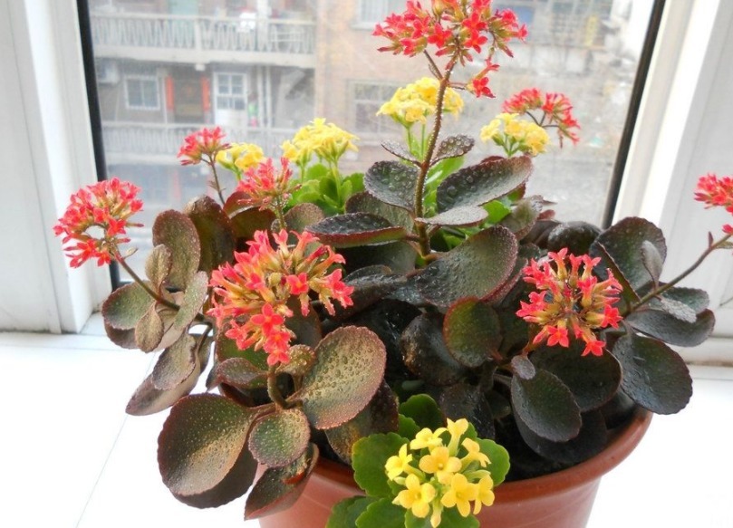 长寿花开花少做好四点很重要，枝繁叶绿开花多，迅速爆盆！