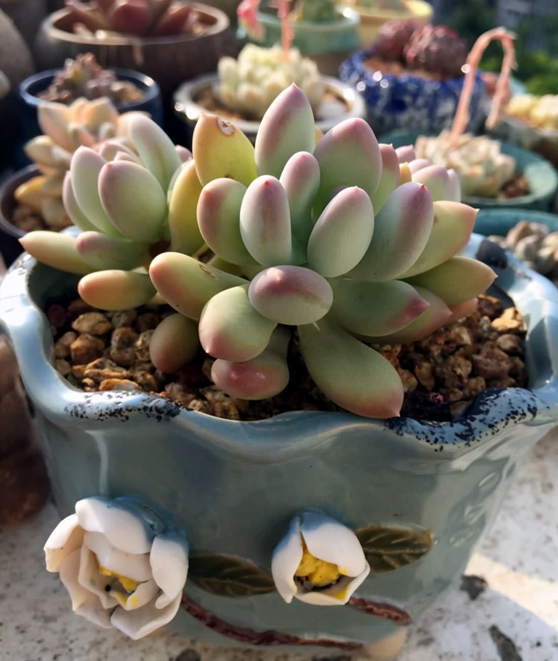 厚叶草属多肉家族,简介灯美人、青星美人、冬美人、星美人等